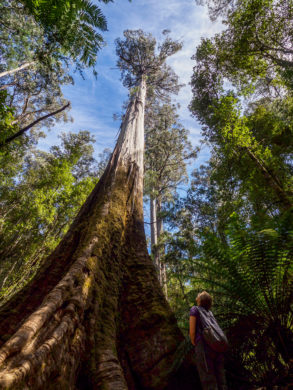 Mt Field Nationalpark - Tall Tree Walk