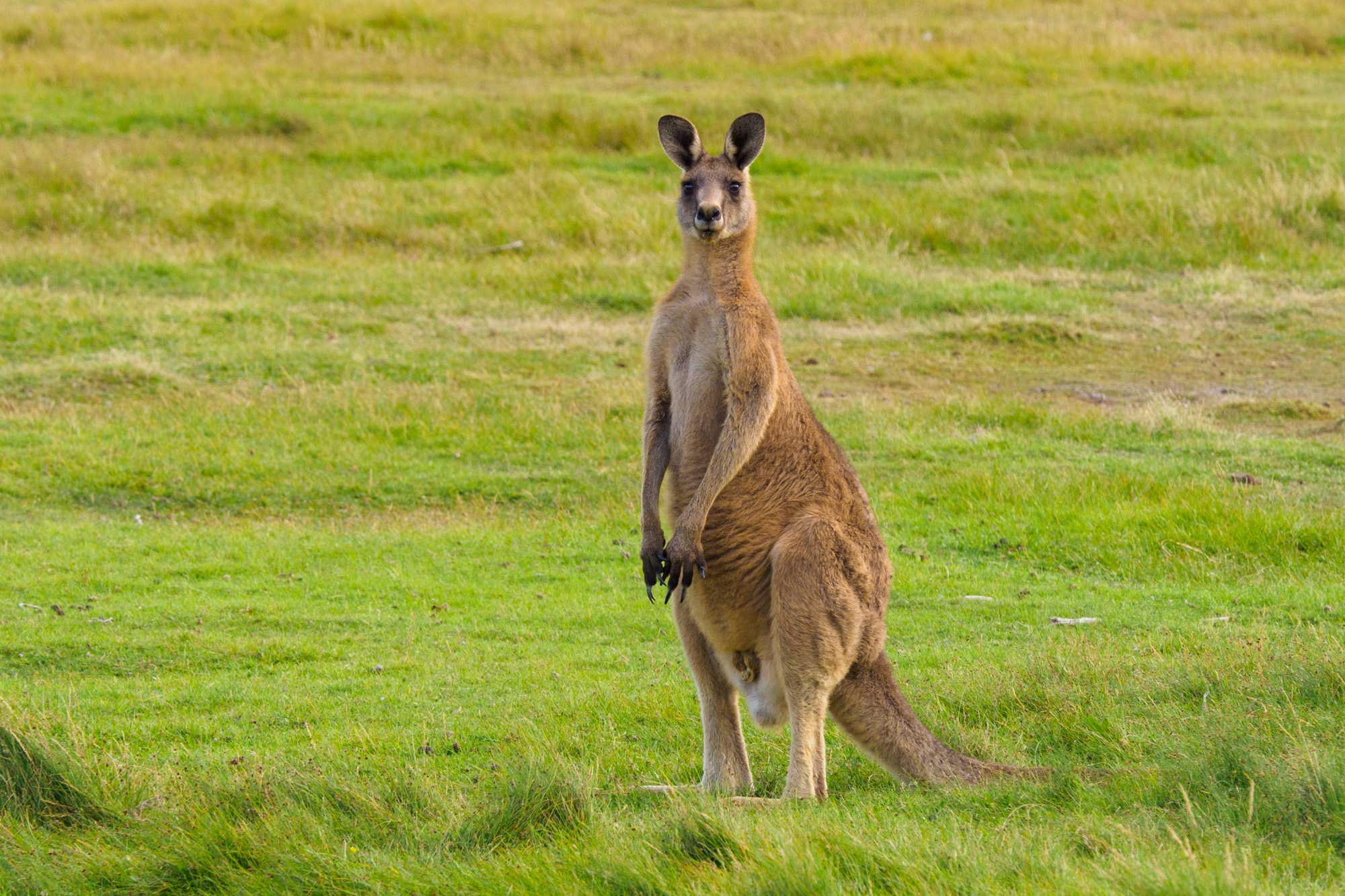 Nordküste - Känguru im Narawntapu Nationalpark