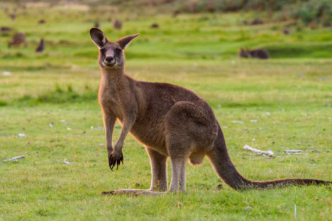 Nordküste - Känguru im Narawntapu Nationalpark