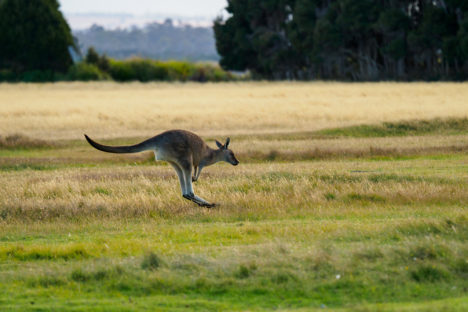 Nordküste - Känguru im Narawntapu Nationalpark