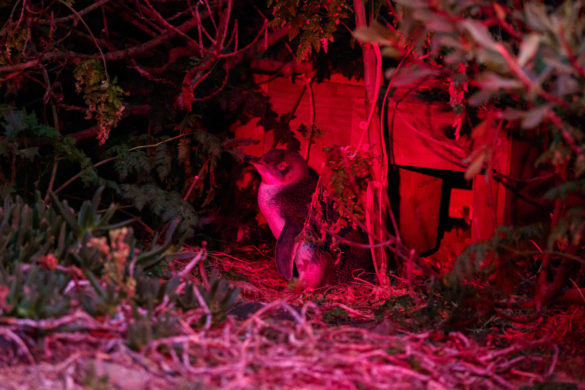 Nordküste - Little Pinguine beim Lilico Beach