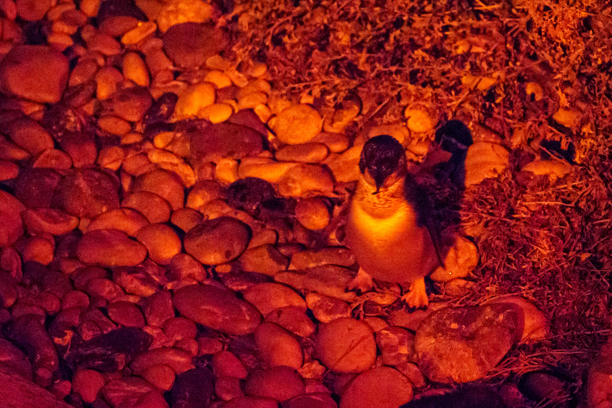 Nordküste - Little Pinguine beim Lilico Beach