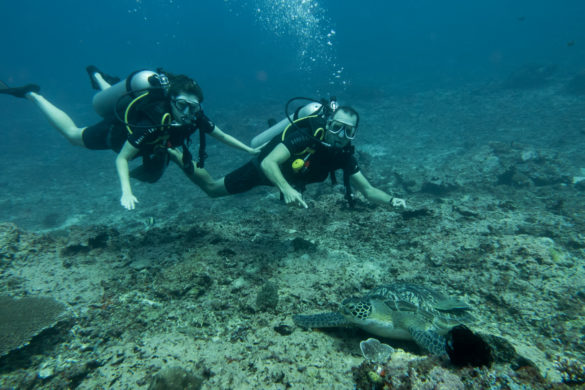 Gili Trawangan - Meeresschildkröte