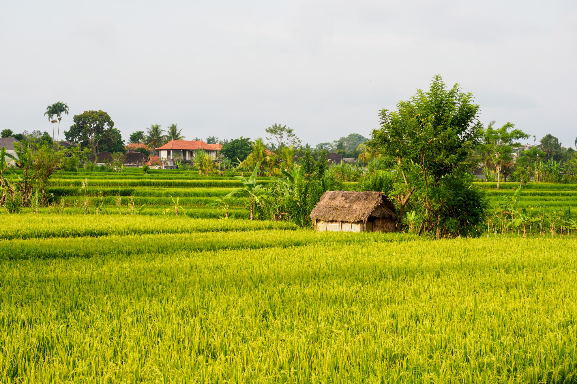 Ubud - Ausflug in die Penestanan Rice Terraces