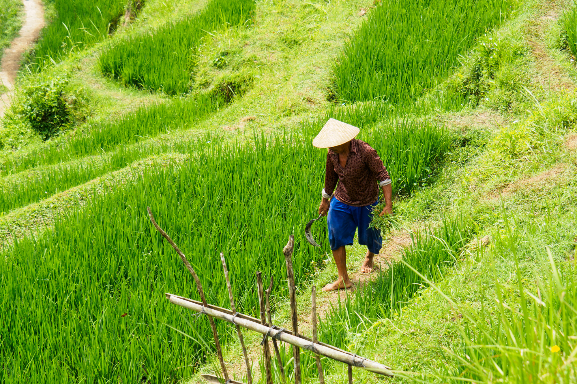 Ubud - Bauer in den Tegallalang Rice Terrace