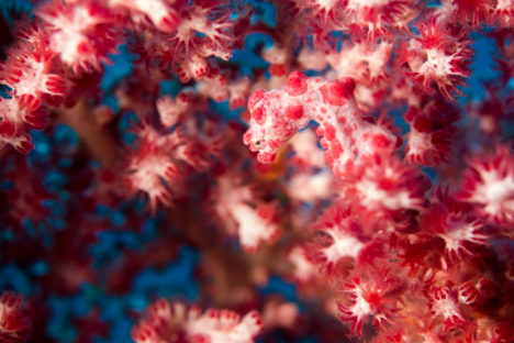 Komodo Nationalpark - Seepferdchen