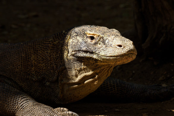 Komodo Nationalpark - Komodo Waran