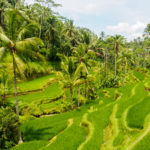 Ubud - Unterwegs in den Tegallalang Rice Terraces