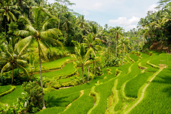 Ubud - Unterwegs in den Tegallalang Rice Terraces