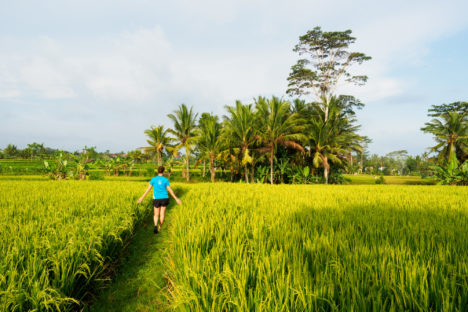Ubud - Ausflug in die Penestanan Rice Terraces