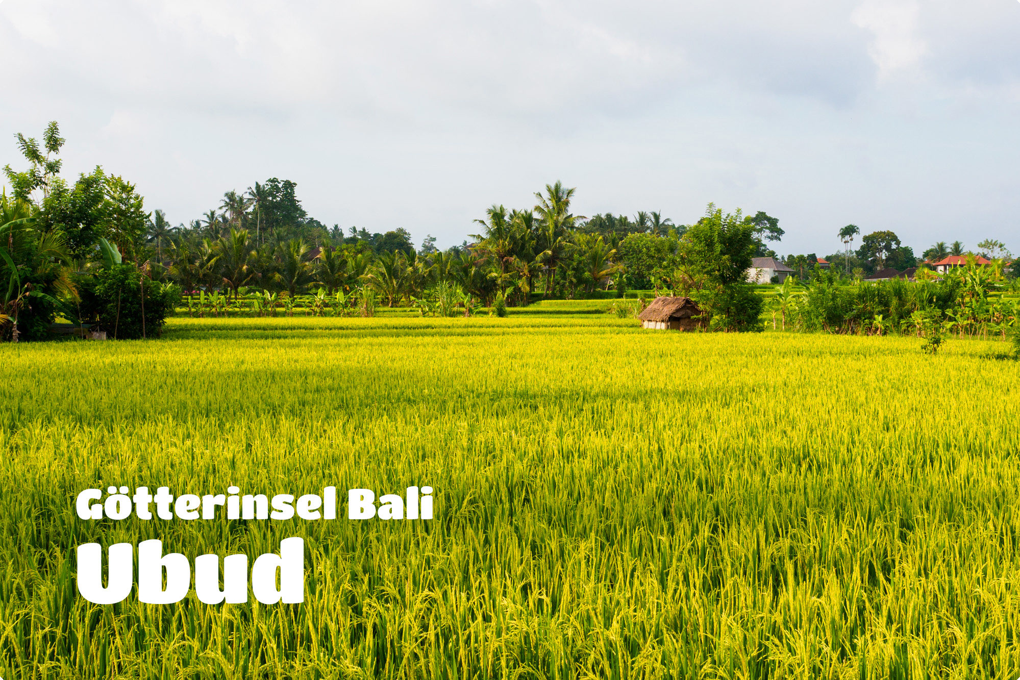 Ubud Beitragsbild -